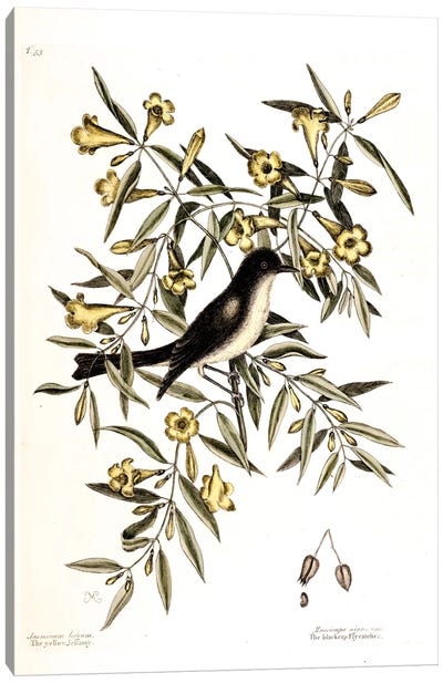Blackcap Flycatcher & Yellow Jessamy (Carolina Jessamine) Canvas Art Print - Botanical Illustrations