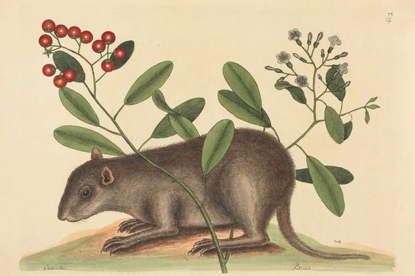 Mark Catesby: The Bahama Coney by Mark Catesby