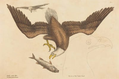 The Bald Eagle by Mark Catesby canvas print