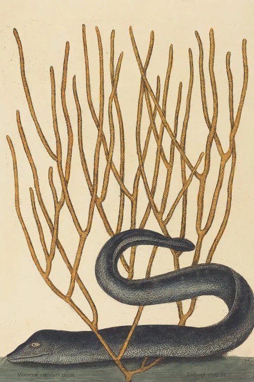 The Black Muray by Mark Catesby wall art