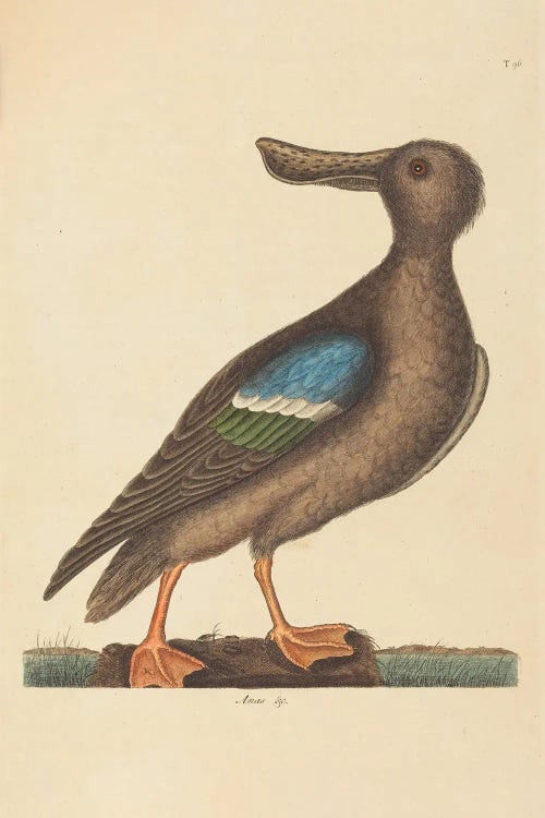 The Blue Winged Shoveler by Mark Catesby wall art