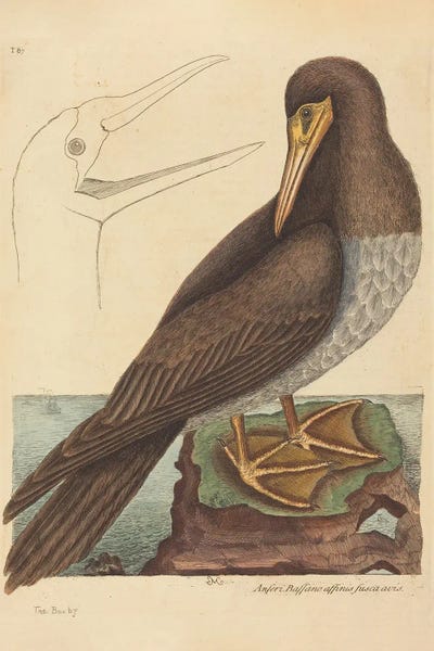 The Booby by Mark Catesby canvas print