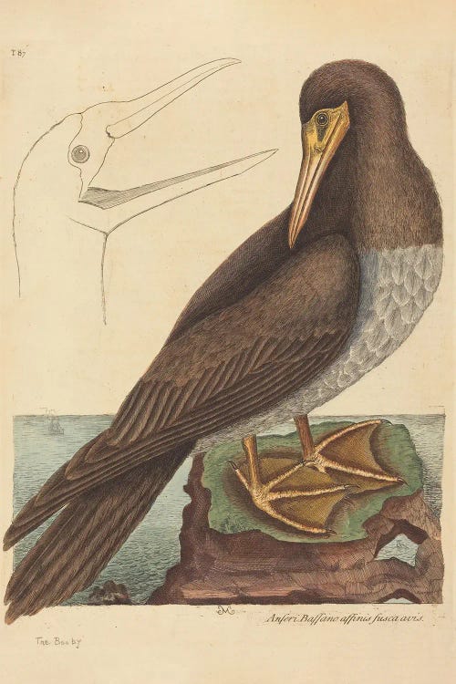 The Booby by Mark Catesby wall art