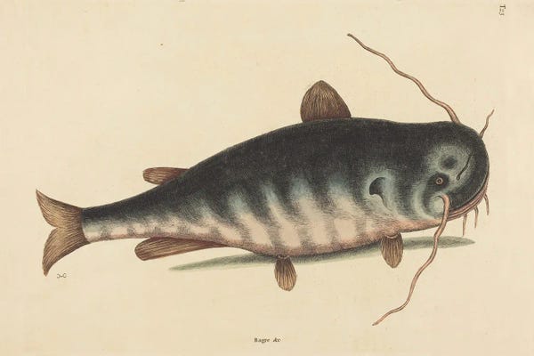 Vintage Animal Illustrations: The Cat Fish by Mark Catesby