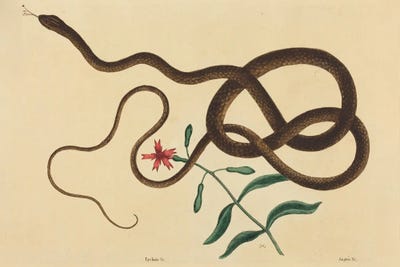 The Coach-Whip Snake by Mark Catesby canvas print