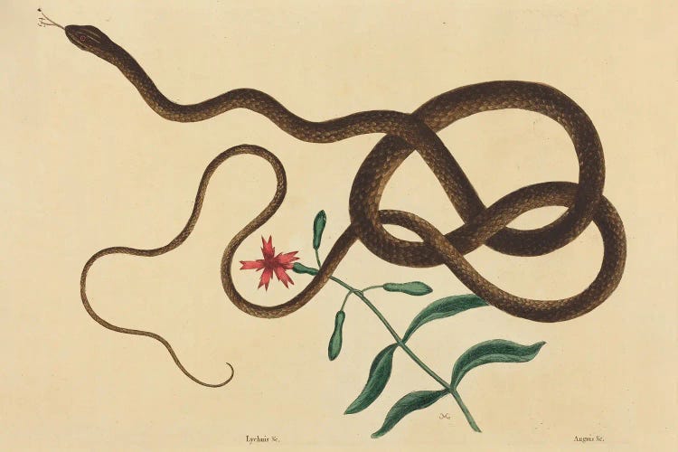 The Coach-Whip Snake