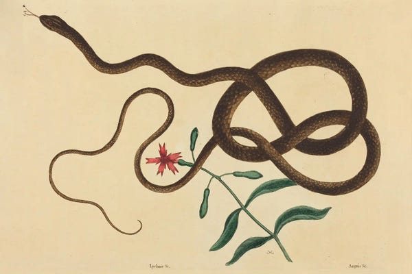 Vintage Animal Illustrations: The Coach-Whip Snake by Mark Catesby