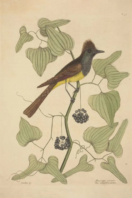 The Crested Flycatcher