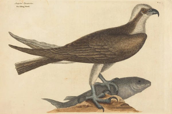 Vintage Animal Illustrations: The Fishing Hawk by Mark Catesby