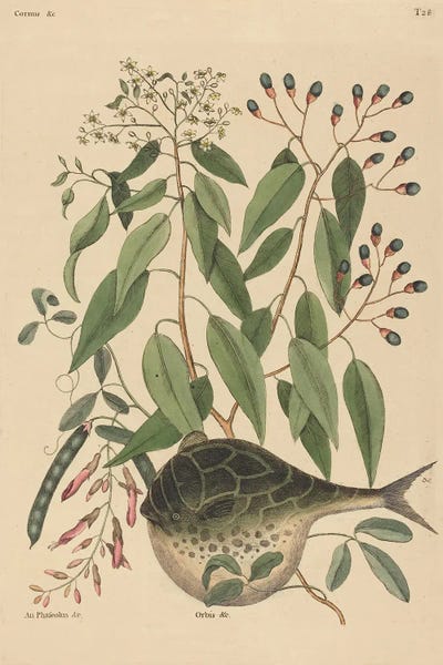 The Globe Fish by Mark Catesby canvas print