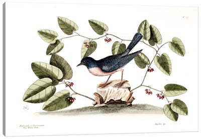 Blue Brid & Smilax Canvas Art Print - Botanical Illustrations