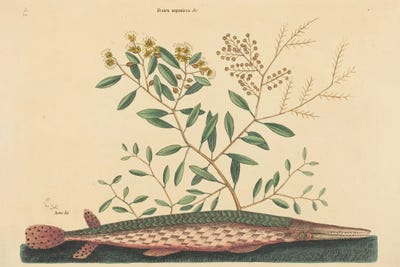 The Green Gar Fish by Mark Catesby canvas print