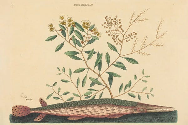 Mark Catesby: The Green Gar Fish by Mark Catesby