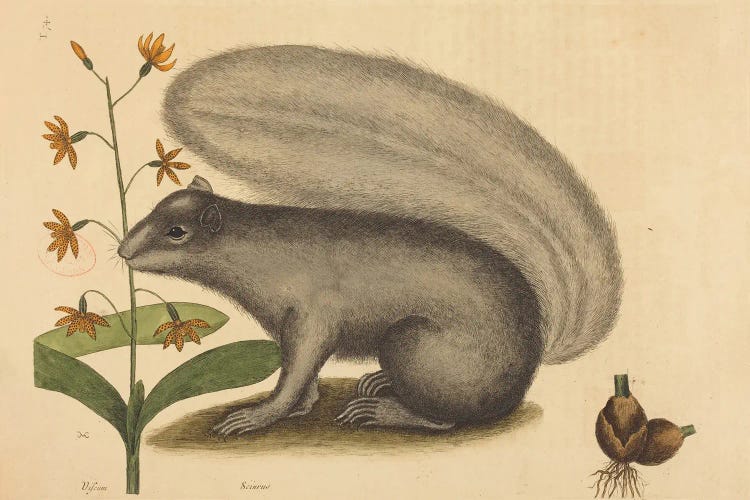 The Grey Fox Squirrel