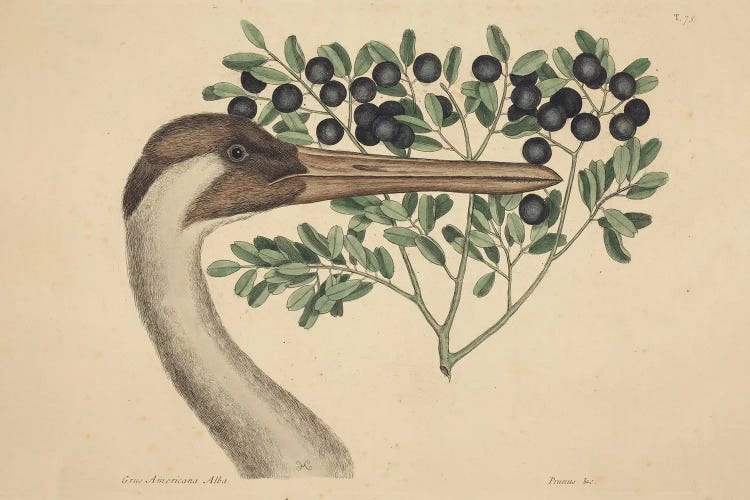 The Hooping Crane by Mark Catesby wall art