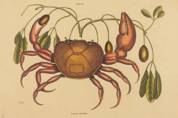 Vintage Animal Illustrations: The Land-Crab Cancer by Mark Catesby