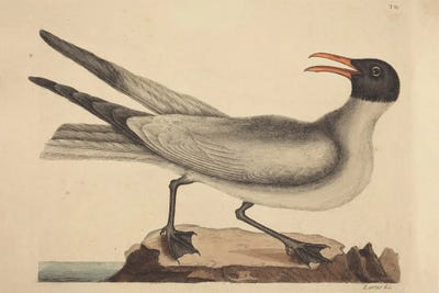 The Laughing Gull by Mark Catesby canvas print