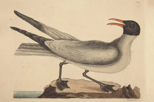 Vintage Animal Illustrations: The Laughing Gull by Mark Catesby