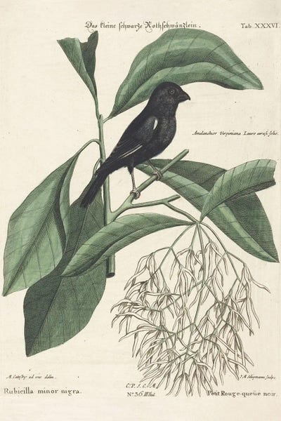 Vintage Animal Illustrations: The Little Black Bullfinch by Mark Catesby