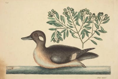 The Little Brown Duck by Mark Catesby canvas print