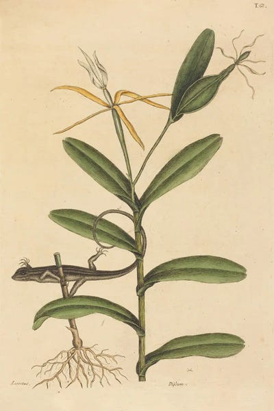The Lyon Lizard