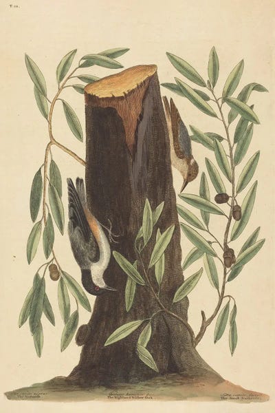 Mark Catesby: The Nuthatch by Mark Catesby