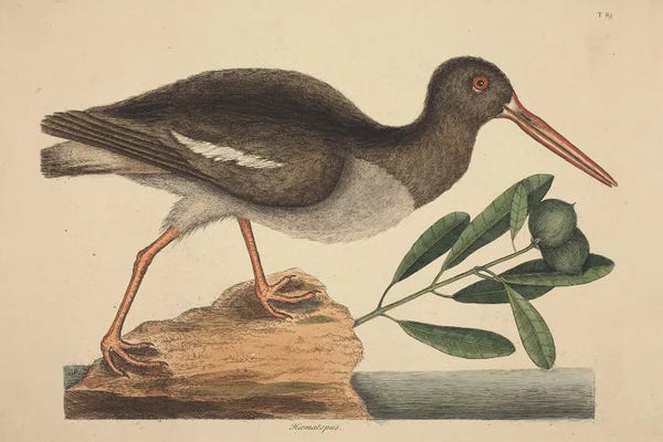 Vintage Animal Illustrations: The Oyster-Catcher by Mark Catesby