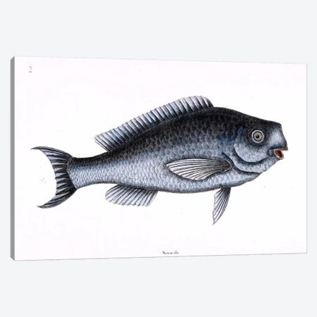 Blue Fish Canvas Print #CAT23} by Mark Catesby Canvas Artwork