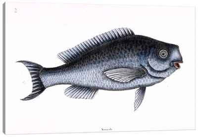 Blue Fish Canvas Art Print - New York Botanical Garden
