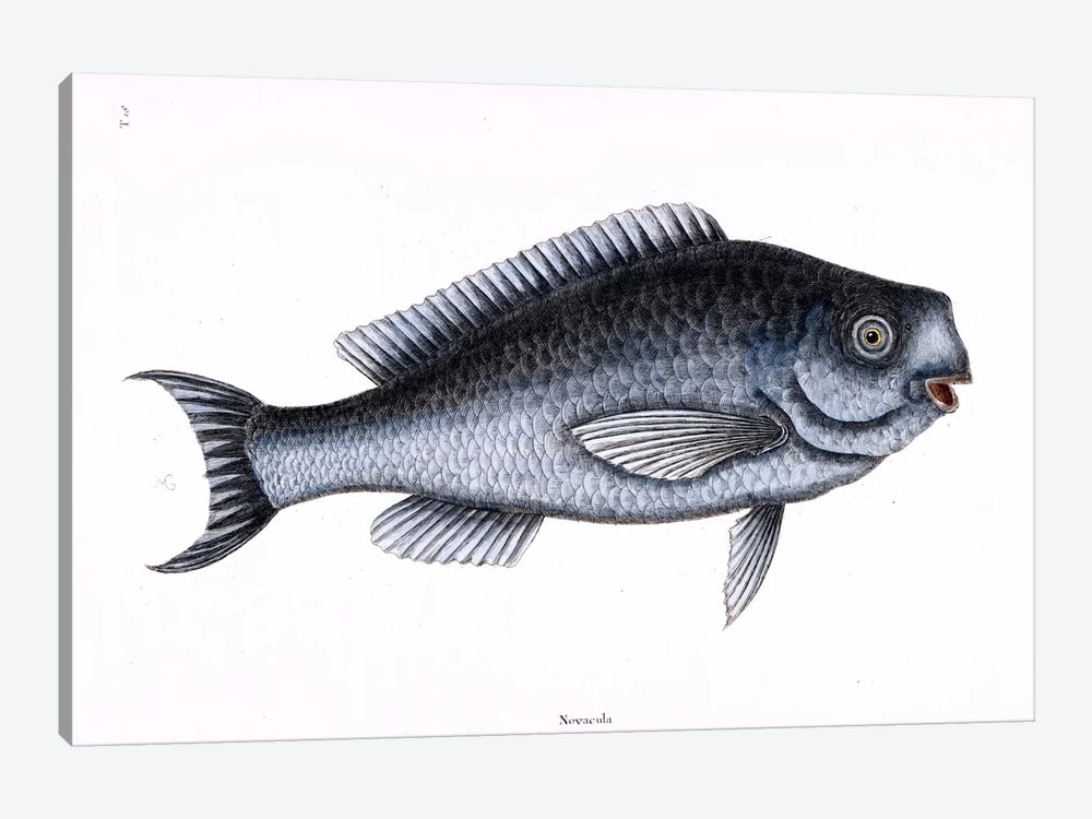 Blue Fish by Mark Catesby 1-piece Canvas Wall Art