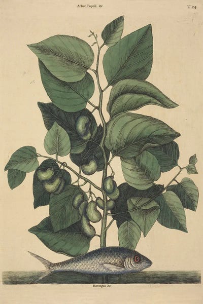 The Pilchard by Mark Catesby canvas print