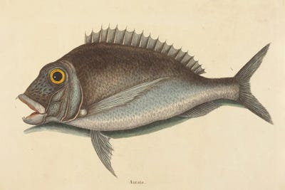 The Porgy by Mark Catesby canvas print