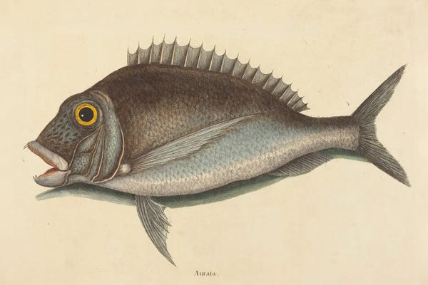 Mark Catesby: The Porgy by Mark Catesby