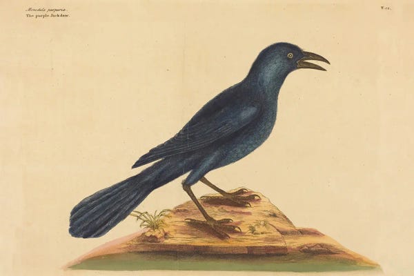 The Purple Jack Daw