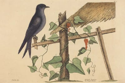 The Purple Martin by Mark Catesby canvas print