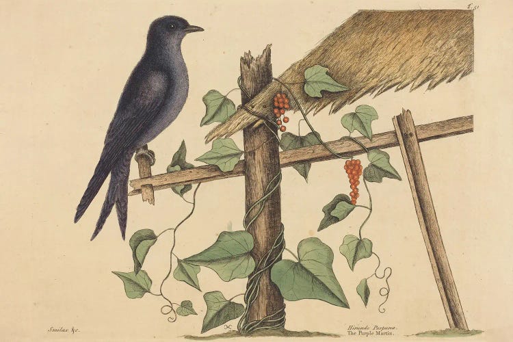 The Purple Martin