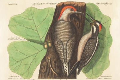 The Red Bellied Woodpecker by Mark Catesby canvas print