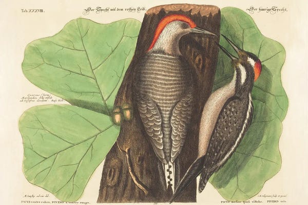 The Red Bellied Woodpecker