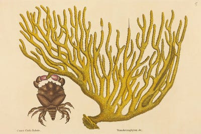 The Red Clawed Crab by Mark Catesby canvas print