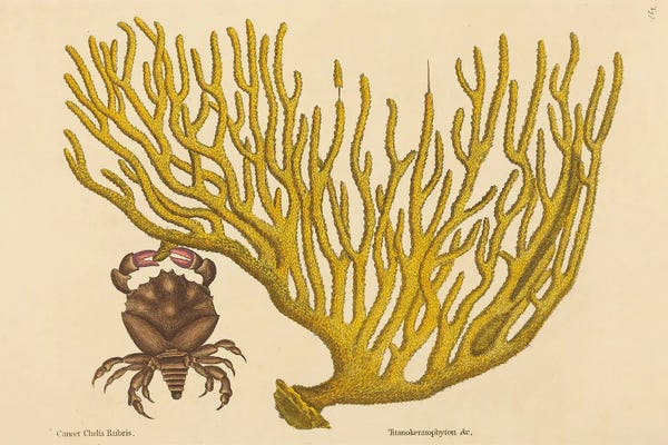 The Red Clawed Crab