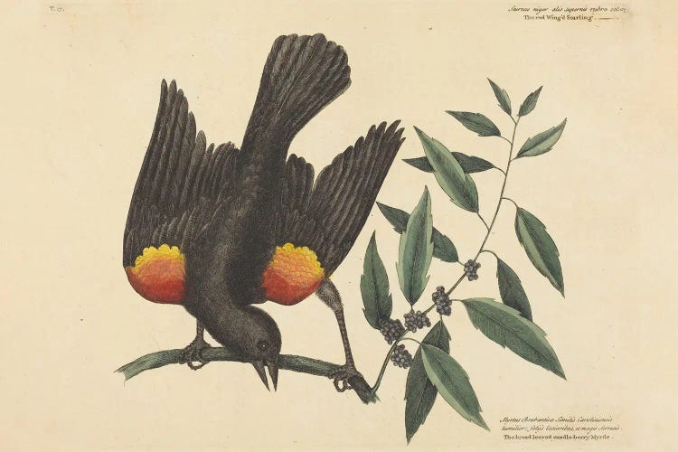 The Red Winged Starling by Mark Catesby wall art