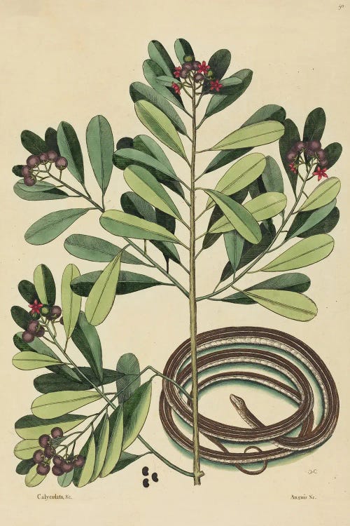 The Ribbon Snake by Mark Catesby wall art