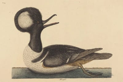 The Round Crested Duck by Mark Catesby canvas print
