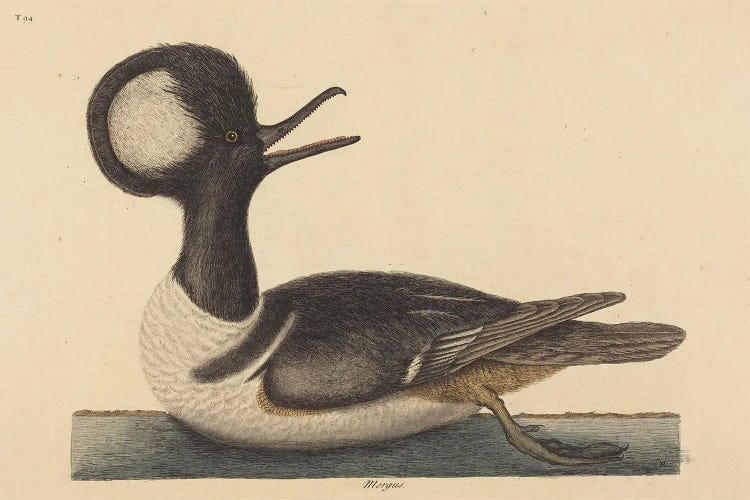 The Round Crested Duck