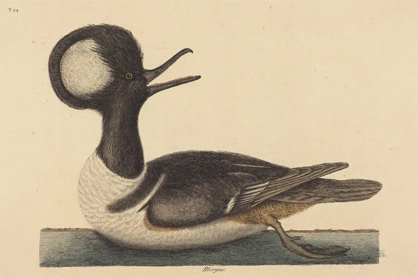 Vintage Animal Illustrations: The Round Crested Duck by Mark Catesby