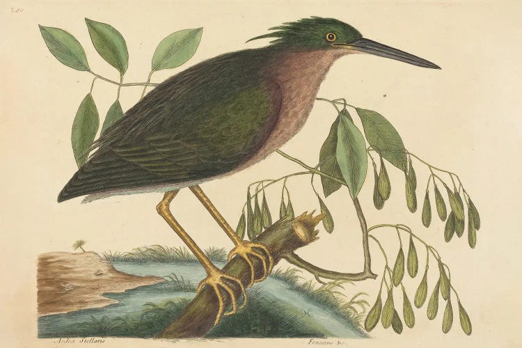 The Small Bittern by Mark Catesby wall art