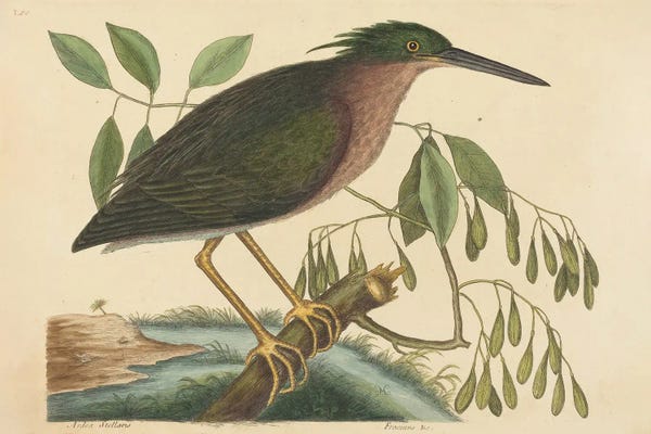 Vintage Animal Illustrations: The Small Bittern by Mark Catesby