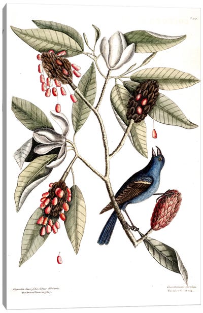 Blue Grosbeak & Sweet Flowering Bay Canvas Art Print - Botanical Illustrations