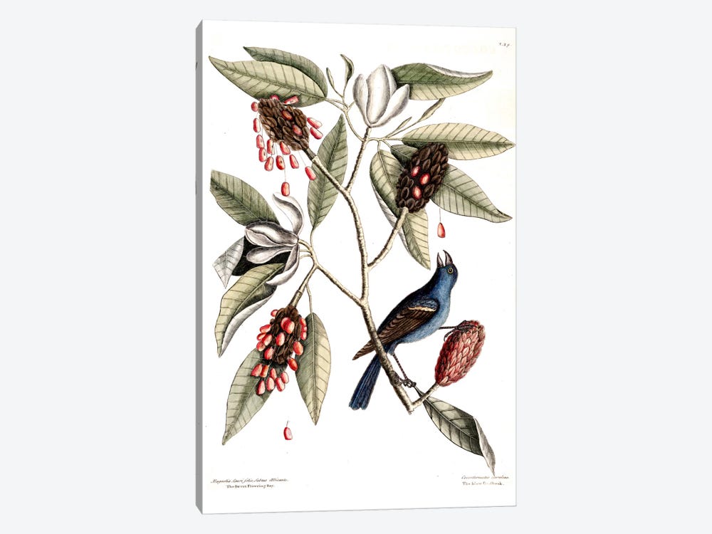 Blue Grosbeak & Sweet Flowering Bay by Mark Catesby 1-piece Art Print