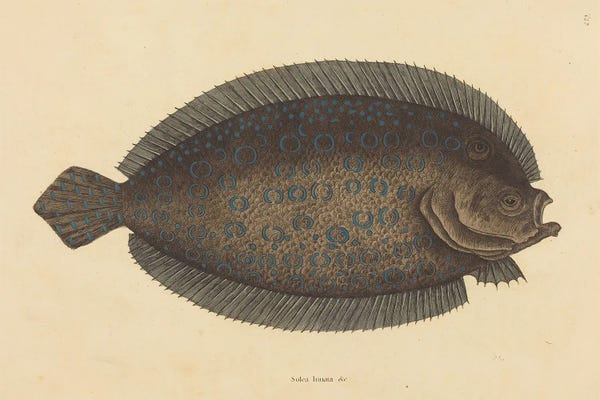 Vintage Animal Illustrations: The Sole by Mark Catesby